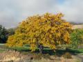 Honey locust tree during autumn, Washington, USA