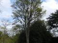 Honey locust (Gleditsia triacanthos), habit in April, Kew Gardens, London