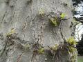 Honey locust (Gleditsia triacanthos), trunk bearing thorns, Kew Gardens, London