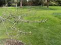 Honey locust (Gleditsia triacanthos), branches of a young tree, Kew Gardens, London