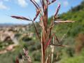 Common thatching grass (Hyparrhenia hirta) panicle