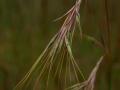 Yellow thatching grass (Hyperthelia dissoluta), seed-head, Zimbabwe