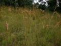 Yellow thatching grass (Hyperthelia dissoluta), habit, Zimbabwe