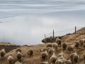 Sheep herd in Iceland