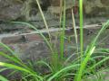 Imperata cylindrica, Vietnam