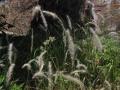 Imperata cylindrica, Vietnam