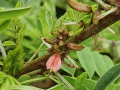 Bengal indigo (Indigofera arrecta) flower