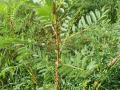 Bengal indigo (Indigofera arrecta) habit