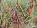 Bengal indigo (Indigofera arrecta) pods