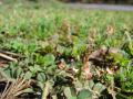 Creeping indigo (Indigofera hendecaphylla), habit, Maui, Hawaii, USA