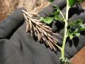 Creeping indigo (Indigofera spicata), pods, Maui, Hawaii, USA