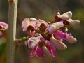 Inflorescence of Gliricidia Sepium in West Timor, Indonesia