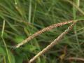 Centipede grass (Ischaemum timorense) inflorescence