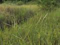 Centipede grass (Ischaemum timorense)