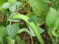 Jack bean leaves and pods