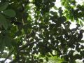 Jackfruit (Artocarpus heterophyllus), leaves, Kew Gardens, London