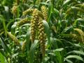 Immature seedheads of japanese foxtail millet