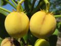 Jatropha (Jatropha curcas) mature fruits, Mozambique