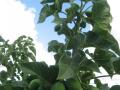 Jatropha (Jatropha curcas) habit, Mozambique