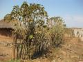 Jatropha (Jatropha curcas) live fence, Mozambique