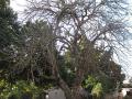 Jatropha (Jatropha curcas), old tree shedding its leaves, Mozambique