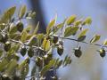 Jojoba (Simmondsia chinensis), foliage and fruits