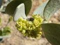 Jojoba (Simmondsia chinensis), male flower, California, USA