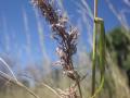Kachi grass (Cymbopogon giganteus), inflorescence