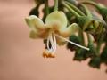 Flower of the kapok tree