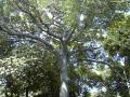 Kapok tree in Honolulu, Hawaï