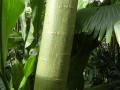 Kapok (Ceiba pentandra), trunk of a young tree, Kew Gardens, London