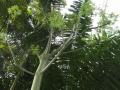 Kapok (Ceiba pentandra), young tree, Kew Gardens, London