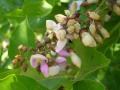 Karanja (Millettia pinnata), inflorescence