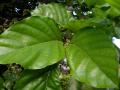 Karanja (Millettia pinnata), leaves