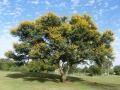 Sweet thorn (Acacia karroo) habit, blooming