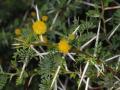 Sweet thorn (Acacia karroo) flower-heads, leaves, and conspicuous spines