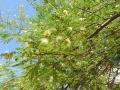 Albizia (Albizia amara), foliage and flowers