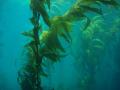 Giant kelp (Macrocystis pyrifera)