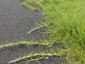Kikuyu (Pennisetum clandestinum), runners, Hawaii