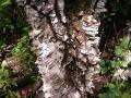 Knob wood (Zanthoxylum chalybeum), trunk