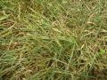 Koronivia grass (Brachiaria humidicola)