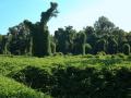 Kudzu kills trees by shading them and spreads inexorably