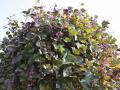 Lablab purpureus foliage