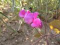 Lablab purpureus flower