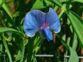 Grass pea (Lathyrus sativus) flower, Germany