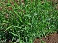 Grass pea (Lathyrus sativus) habit, Germany