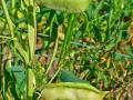Grass pea (Lathyrus sativus) pods, Germany