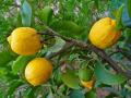 Lemon (Citrus x limon), fruits 