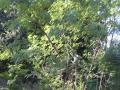 Leucaena leucocephala, Florida