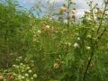 Leucaena leucocephala, Hawaii